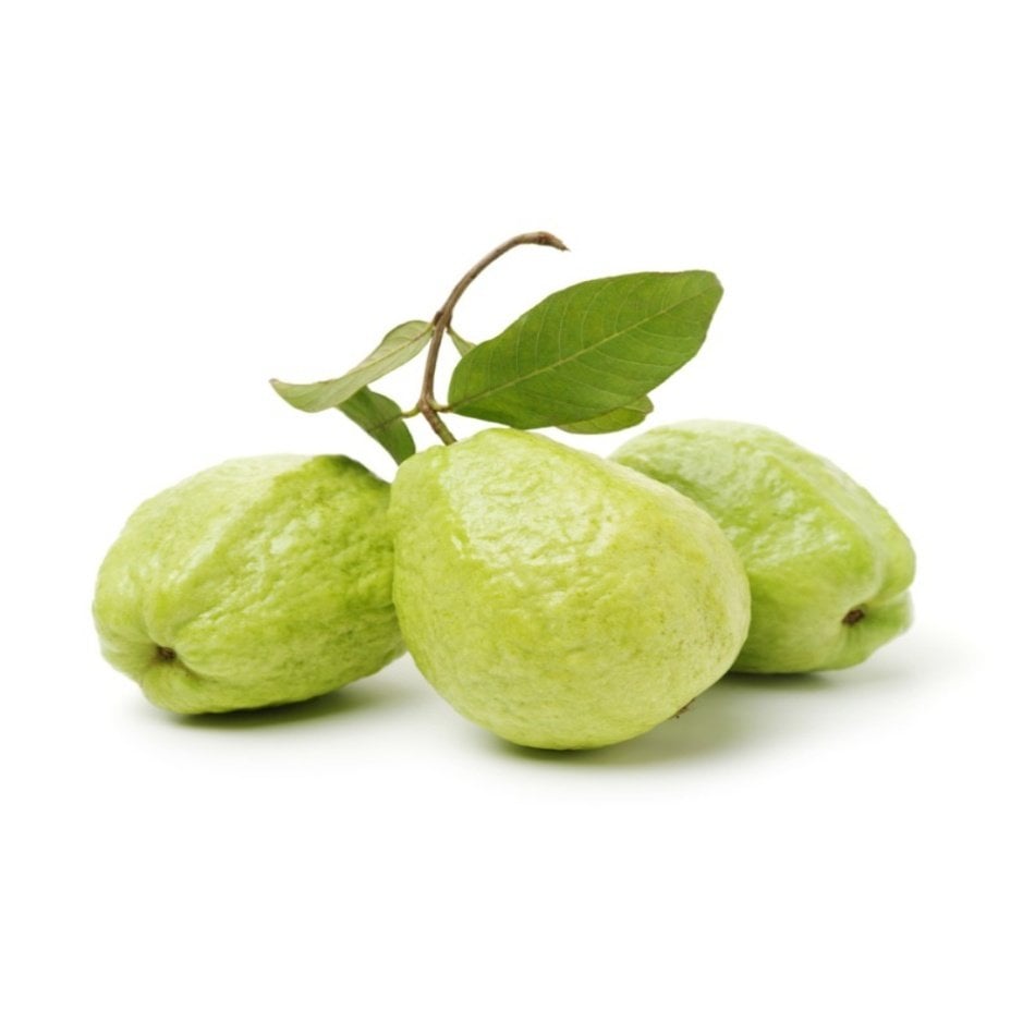 Tüplü Thai Armut Guava Fidanı Meyve Verme Yaşında