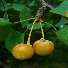 Tüplü Mağbet Ağacı Fidanı