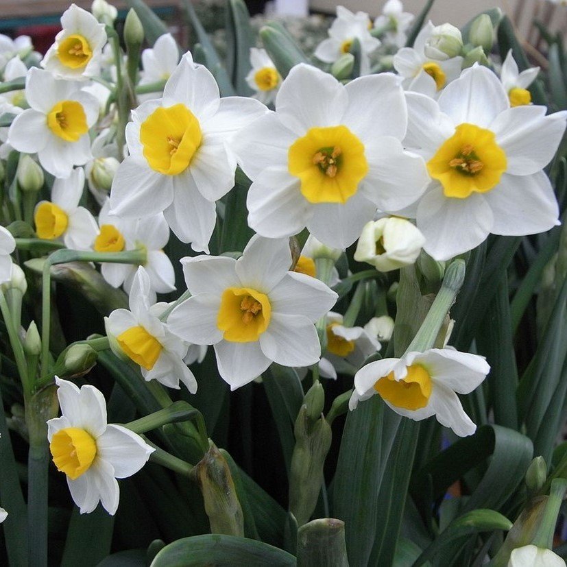 Çift Renk Beautiful Eyes Nergis Soğanı (3 Adet)