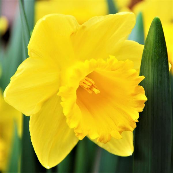 Quail Kokulu Özel Tür Nergis Soğanı (3 Adet)