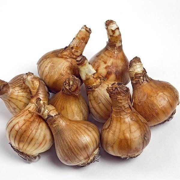 Quail Kokulu Özel Tür Nergis Soğanı (3 Adet)