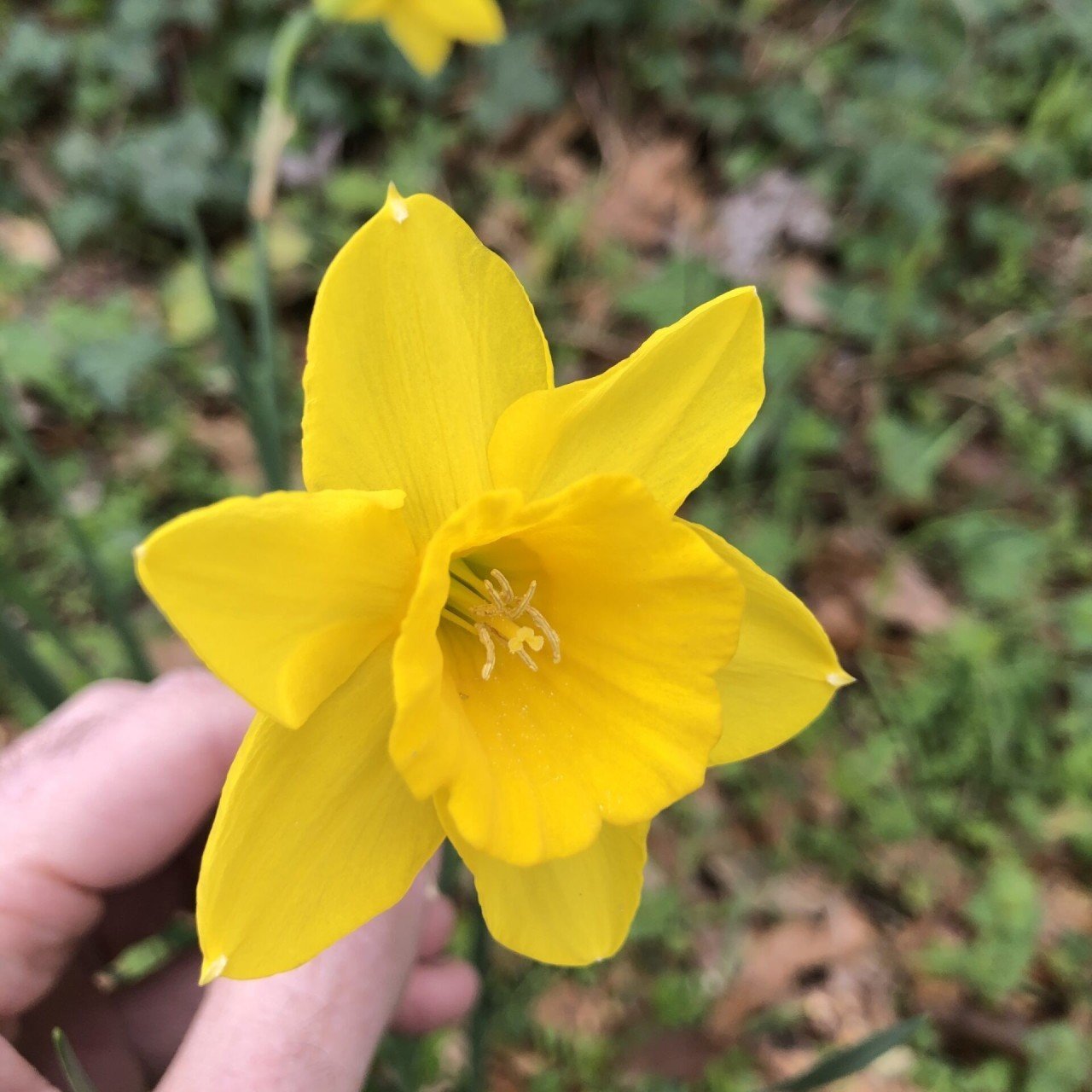 Rosemoor Gold Kokulu Nergis Soğanı (3 Adet)