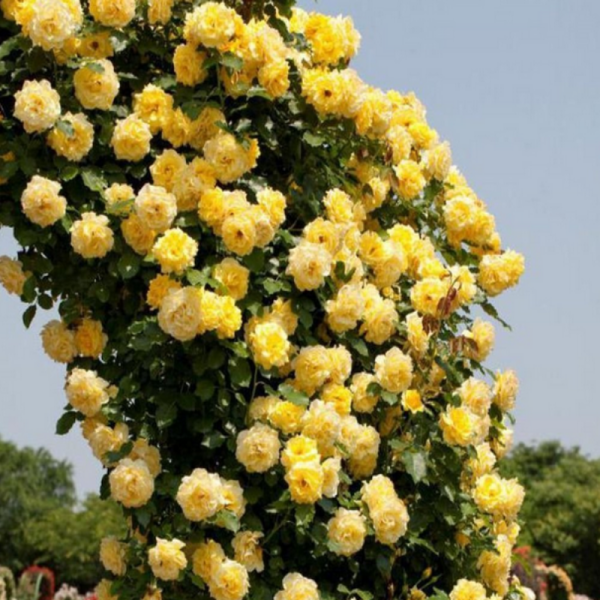 Tüplü Yediveren Golden Gate Sarı Kokulu Sarmaşık Gül Fidanı (120-160 cm)