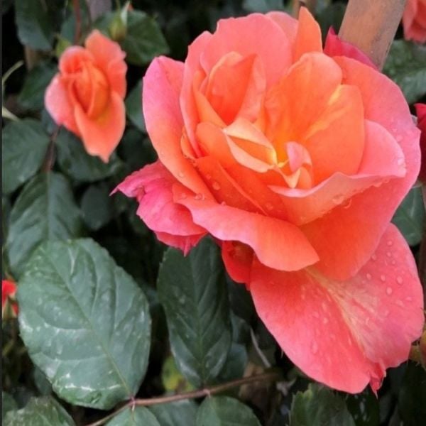 Tüplü Nadir Kokulu Yediveren Yavruağzı Recife Sarmaşık Gül Fidanı (150-200 cm)