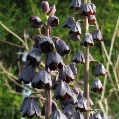 Saksıda Mor Renkli Purple Fritillaria Persica Ters Lale