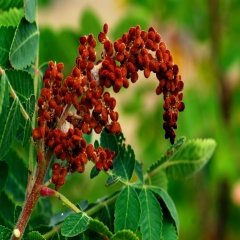 Tüplü Sumak (Rhus) Ağacı Fidanı (2-3 Yaşlı)