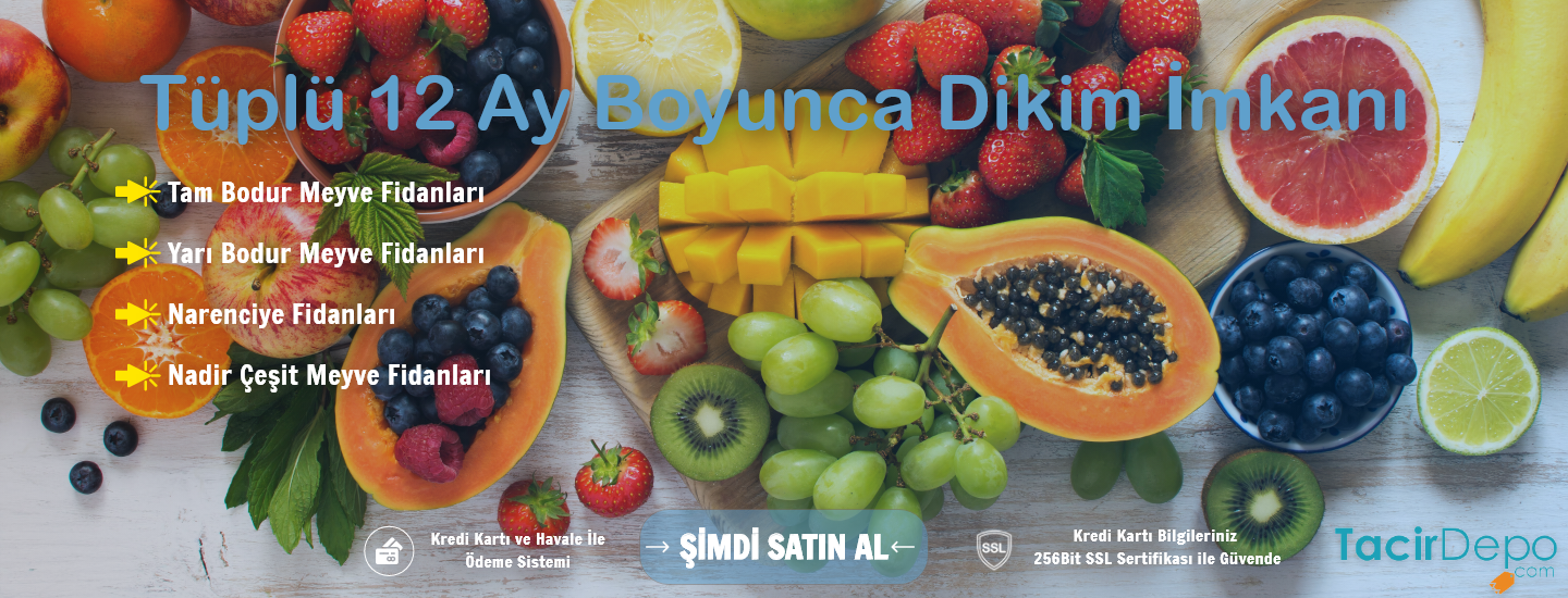 Meyve Fidanları